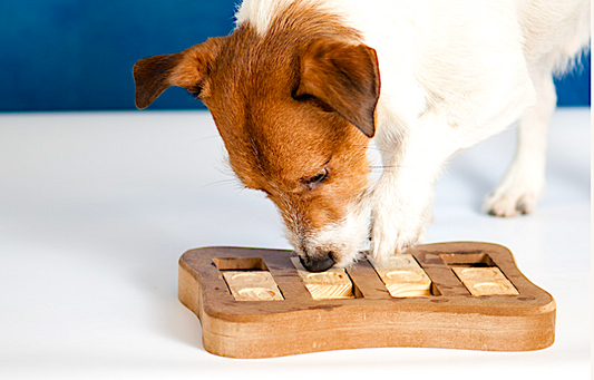 Treat Toys Provide Enrichment and Mental Exercise for your Pet