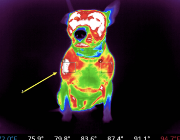 thermography, pain management, pain location, soft tissue, vital vet