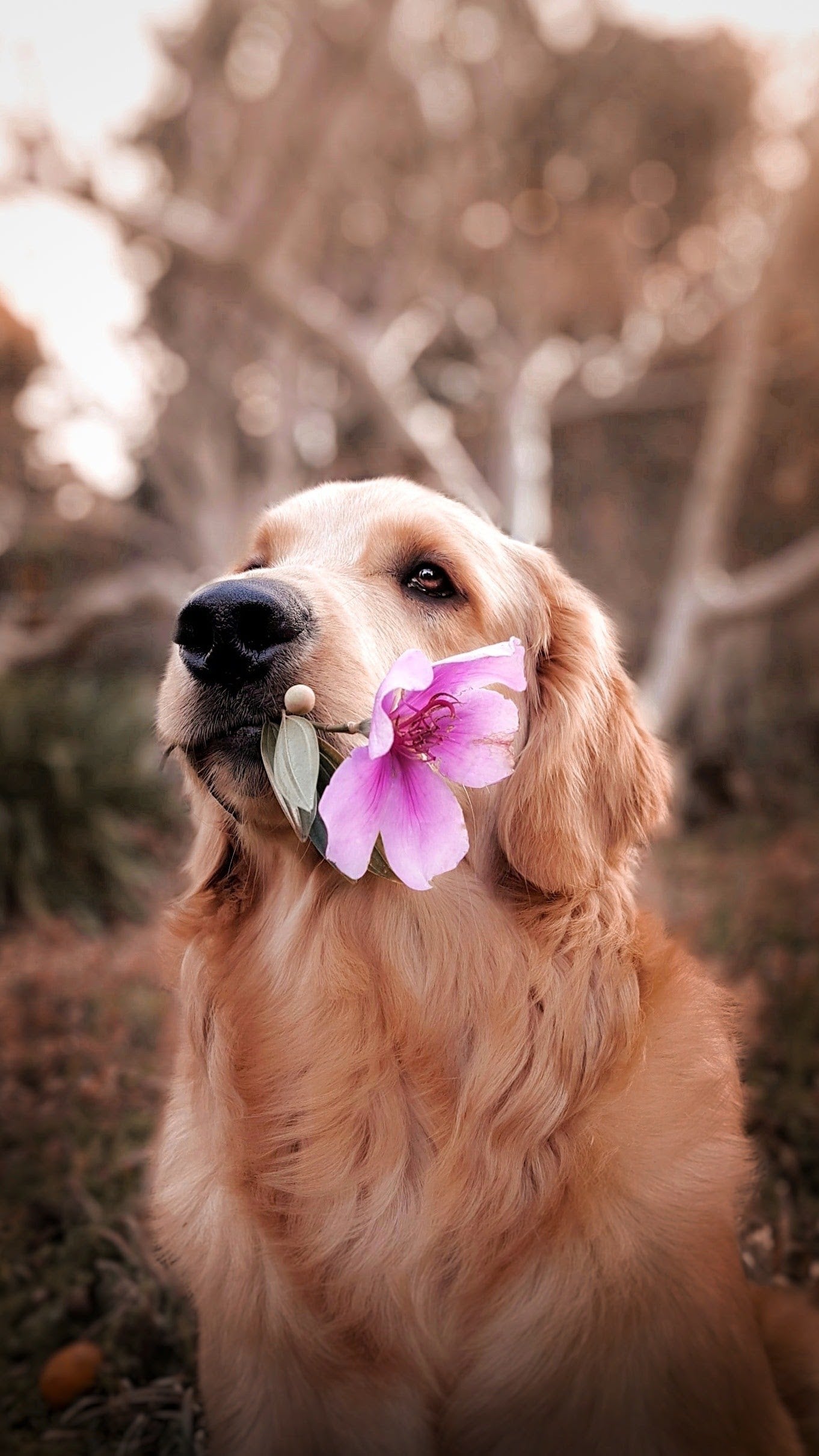 How You Can Use Natural Flower Essences for Your Pet’s Behavior Issues