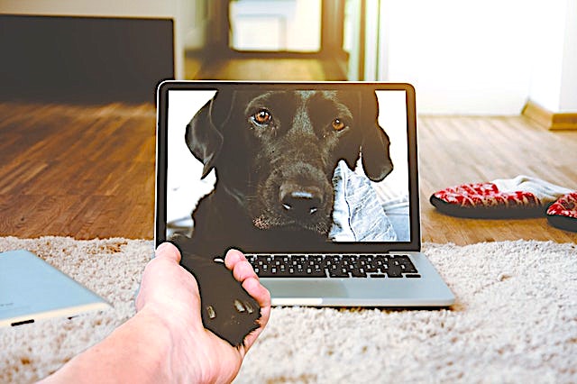 telemedicine for pets, video consults for dogs, veterinary telemedicine, physical therapy for dogs