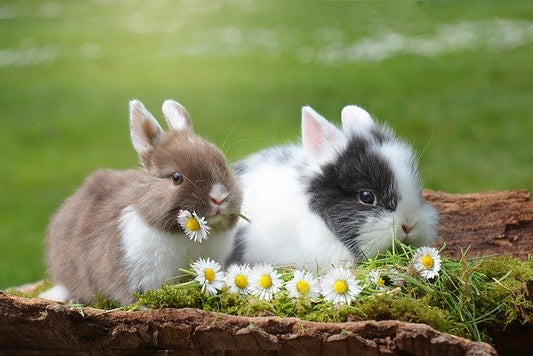 Associations Put Rabbits in Spotlight