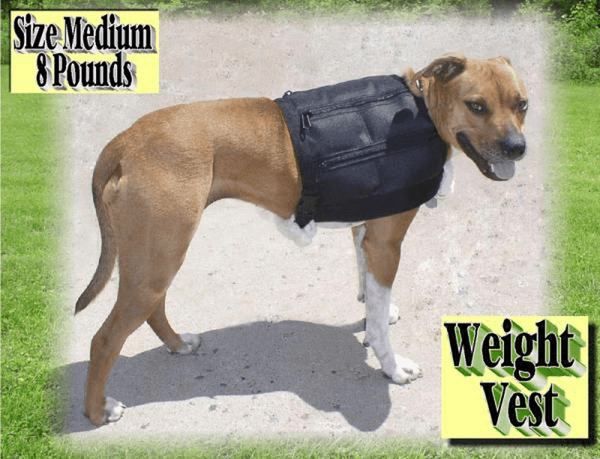 ACTIVE DOGS© Muscle Building Gear - Vital Vet