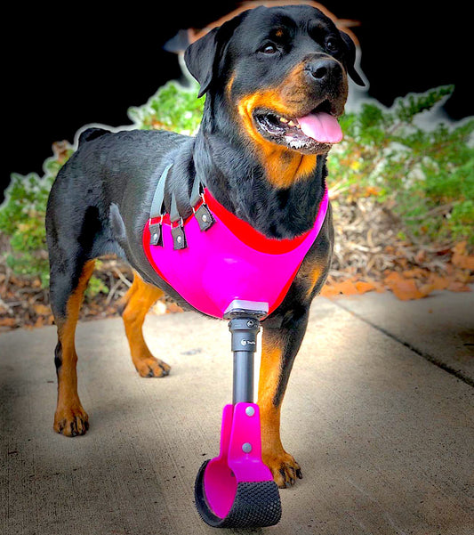 BIONIC PETS: custom pet prosthetics worldwide - Vital Vet