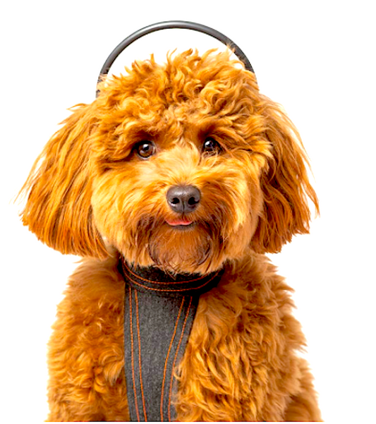Assisi Calmer Canine® Anxiety Treatment System - Vital Vet