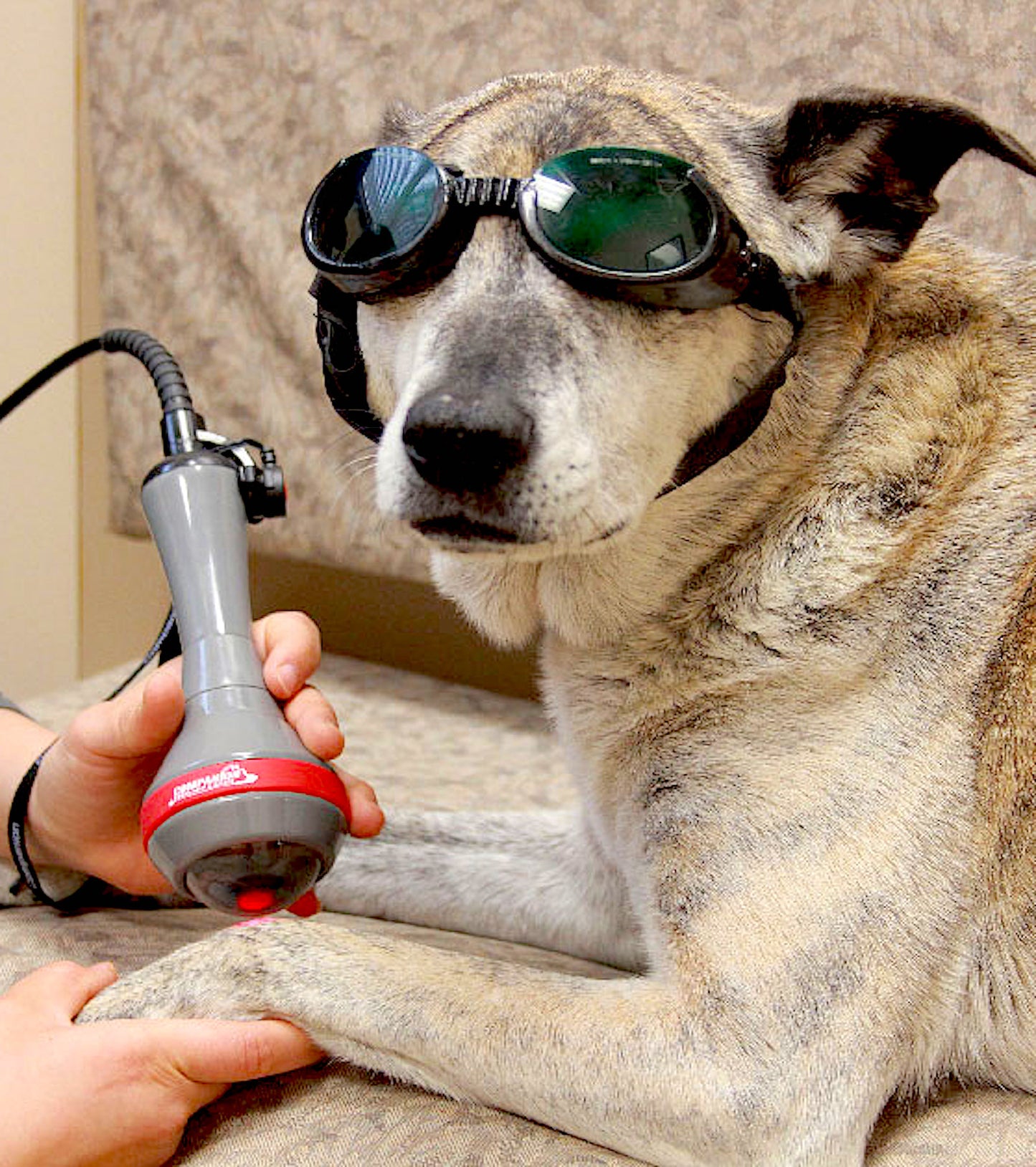 Companion Animal Health® Laser Therapy Series - Vital Vet