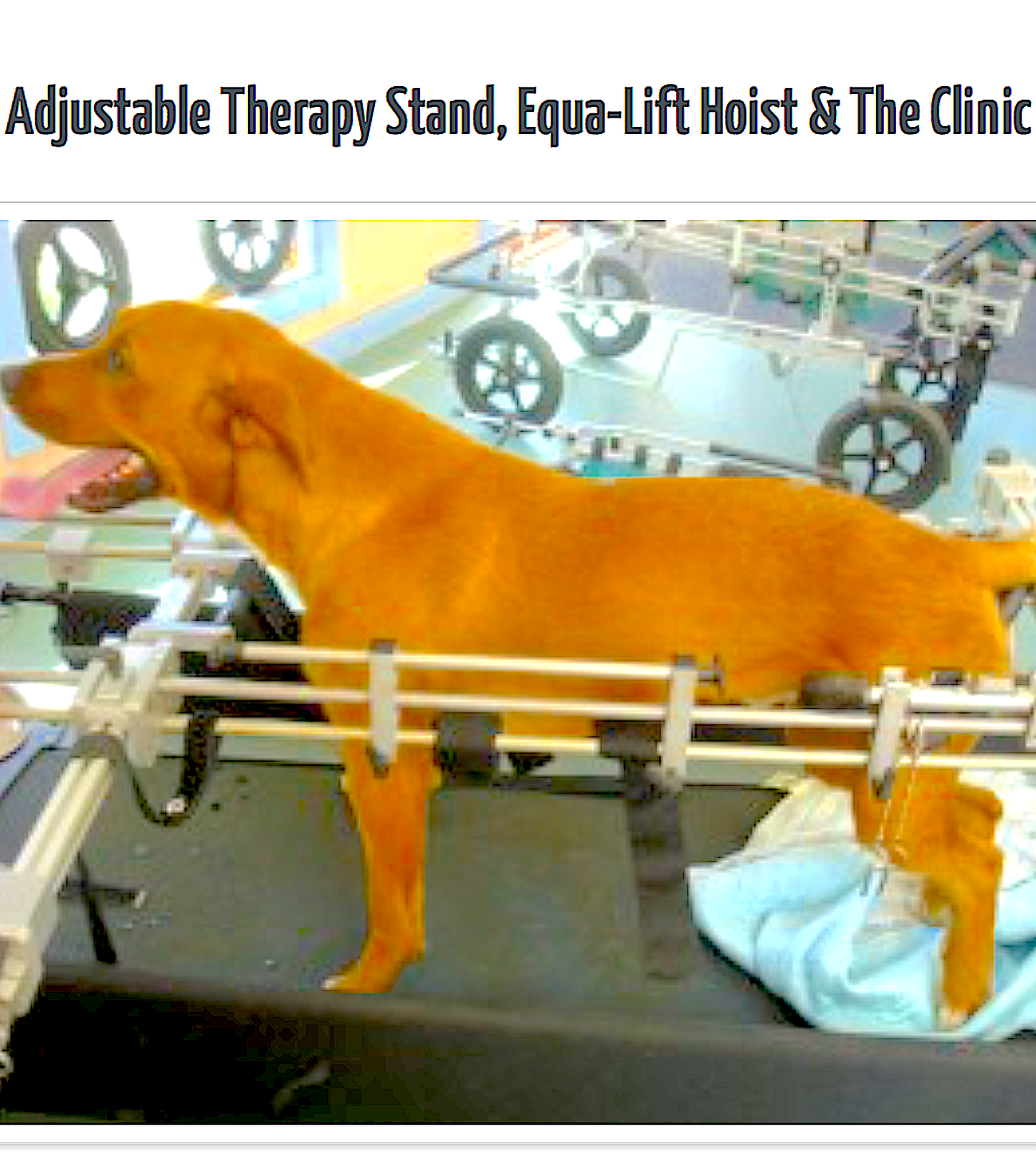 THERAPY STAND - Vital Vet