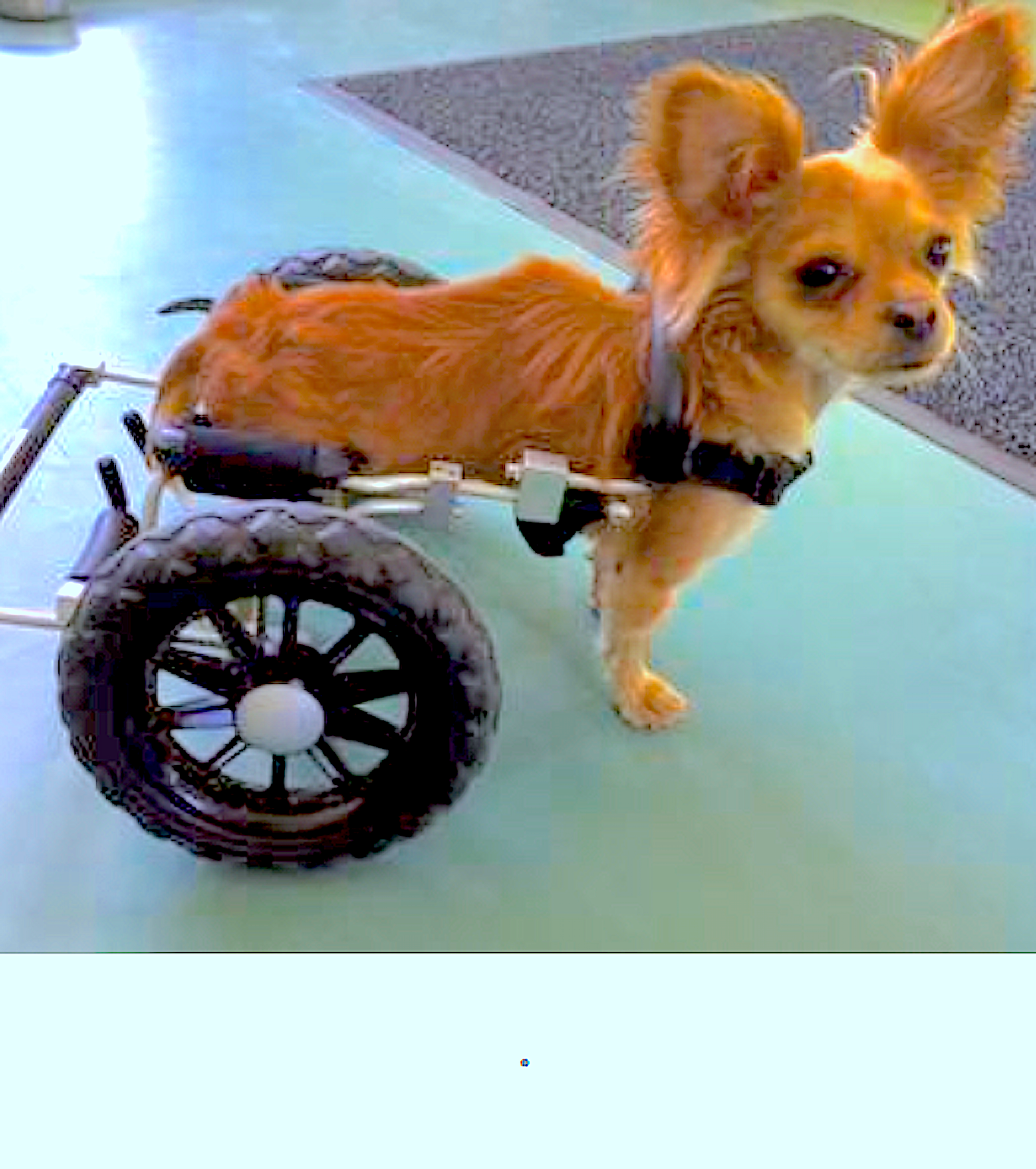 EDDIE'S WHEELS: simply the best custom-built wheelchair - Vital Vet