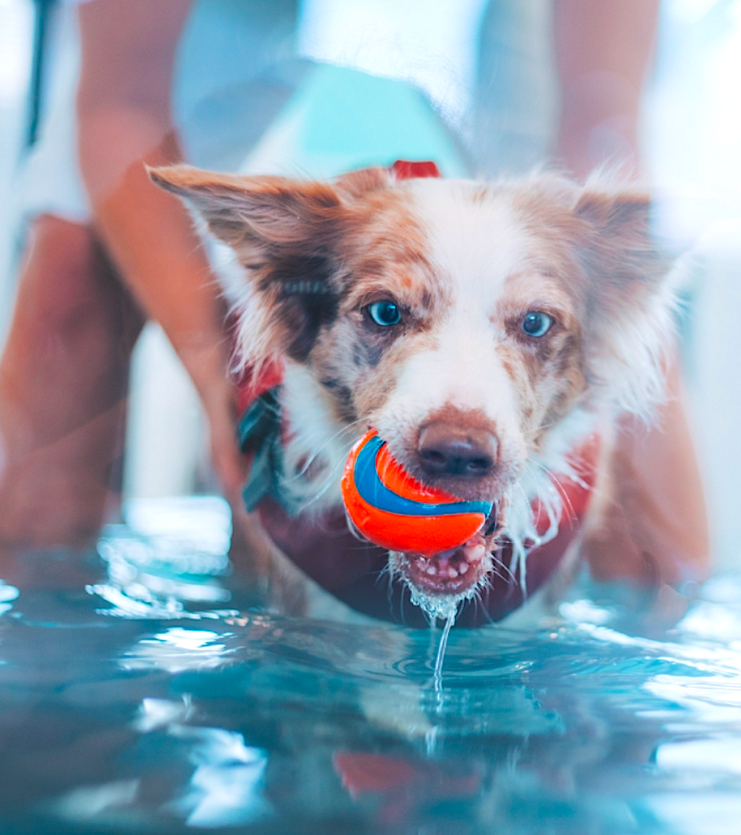 HYDROPHYSIO-UK: market leaders in canine treadmills and pools - Vital Vet