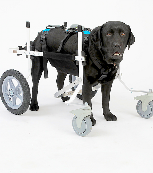 K9 CARTS: the original dog wheelchair; veterinarian established, patented, and fully adjustable - Vital Vet