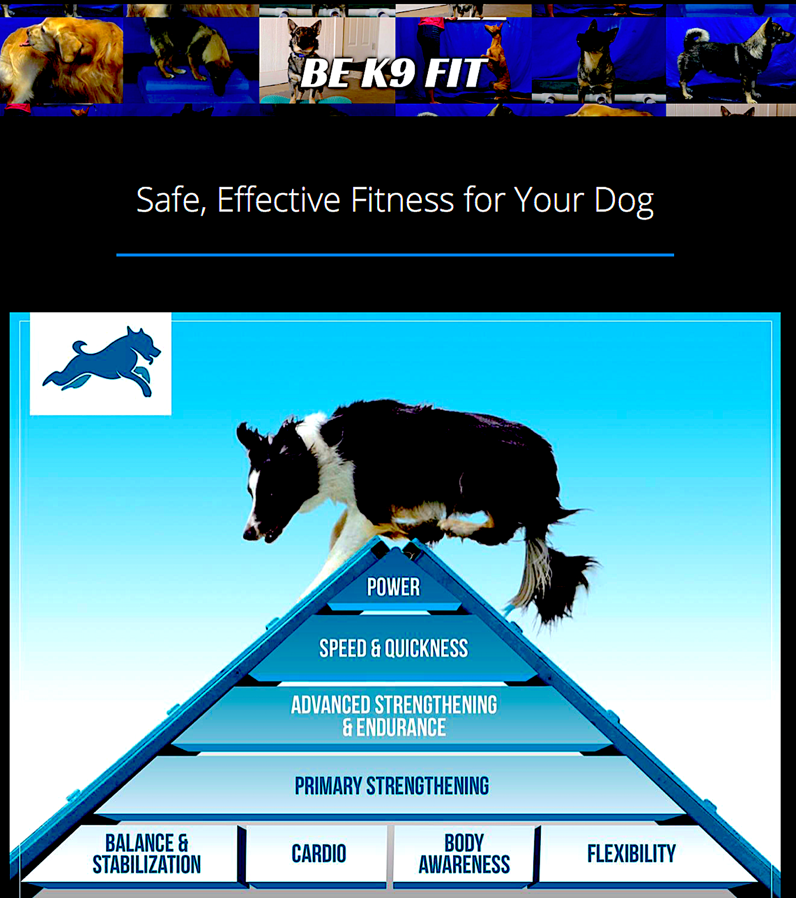 K9 FITNESS SOLUTIONS: online programs to improve your dog's fitness - Vital Vet