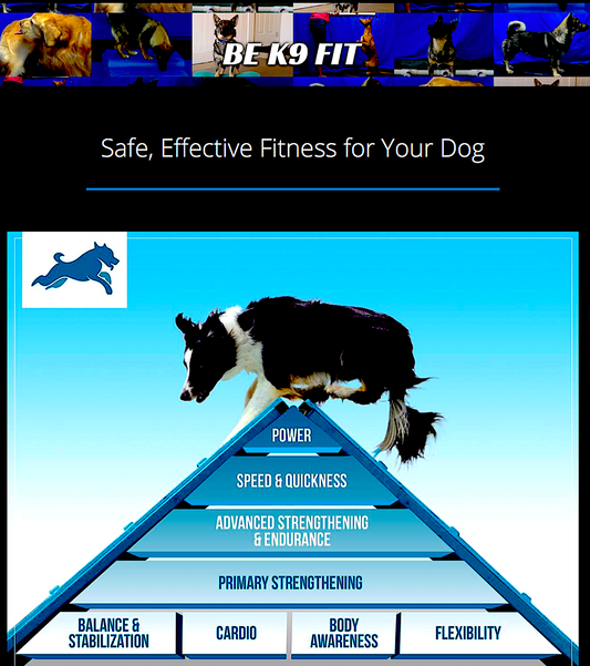 K9 FITNESS SOLUTIONS: online programs to improve your dog's fitness - Vital Vet