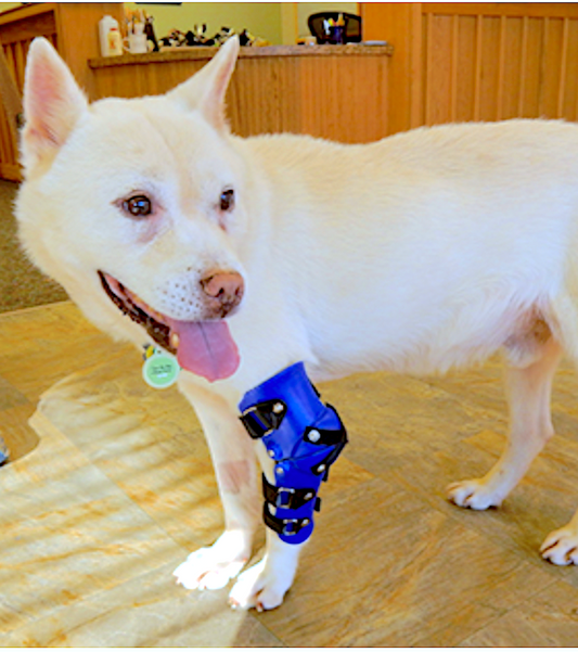 MY PET'S BRACE: custom leg orthotics and prosthetics to help pets walk again - Vital Vet
