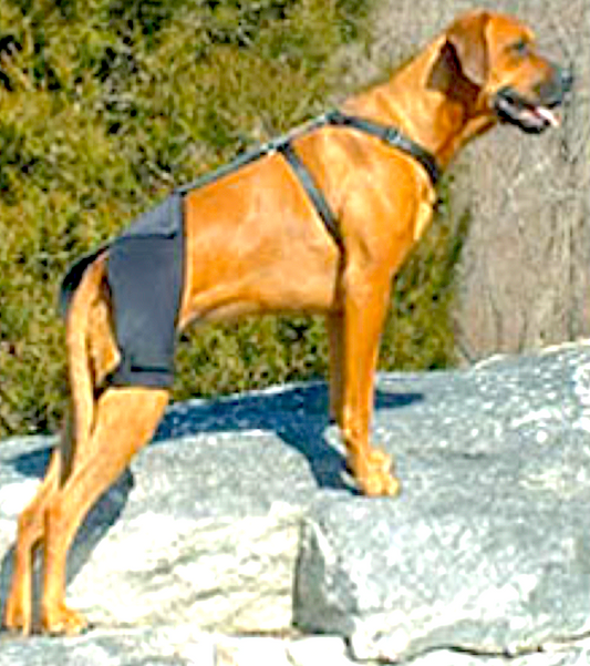 ORTHO DOG HIP & KNEE BRACES: non-rigid neoprene supports for knees and hips - Vital Vet