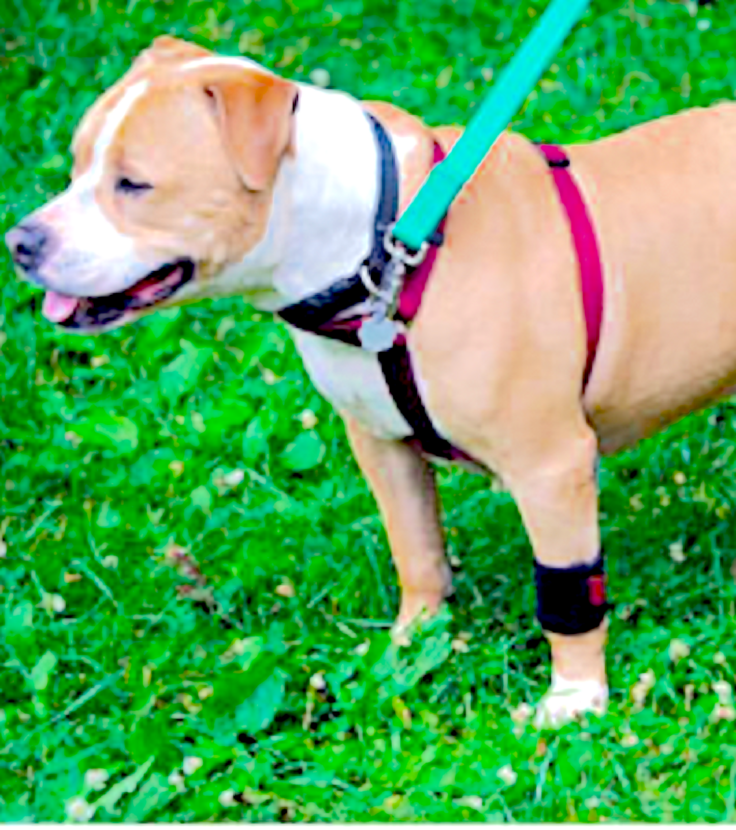 ORTHO DOG WRIST & ANKLE WRAPS: light and affordable wraps to help support legs and decrease pain - Vital Vet