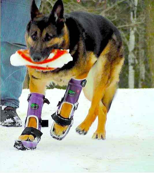 ORTHOPETS: custom-made orthotics and prosthetics for your pet - Vital Vet