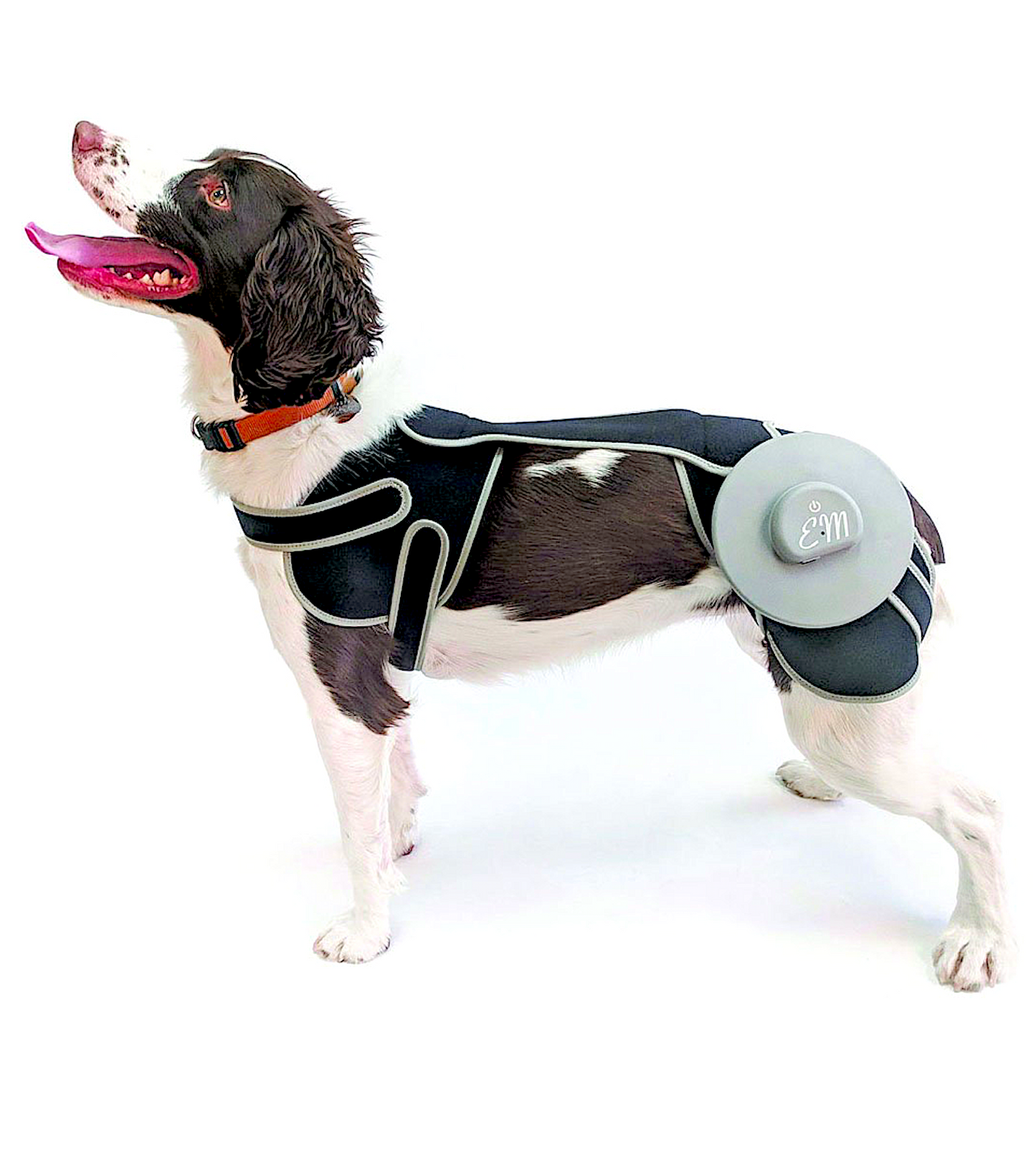 PEMF WEARABLES: helps reduce pain and swelling and increase mobility - Vital Vet