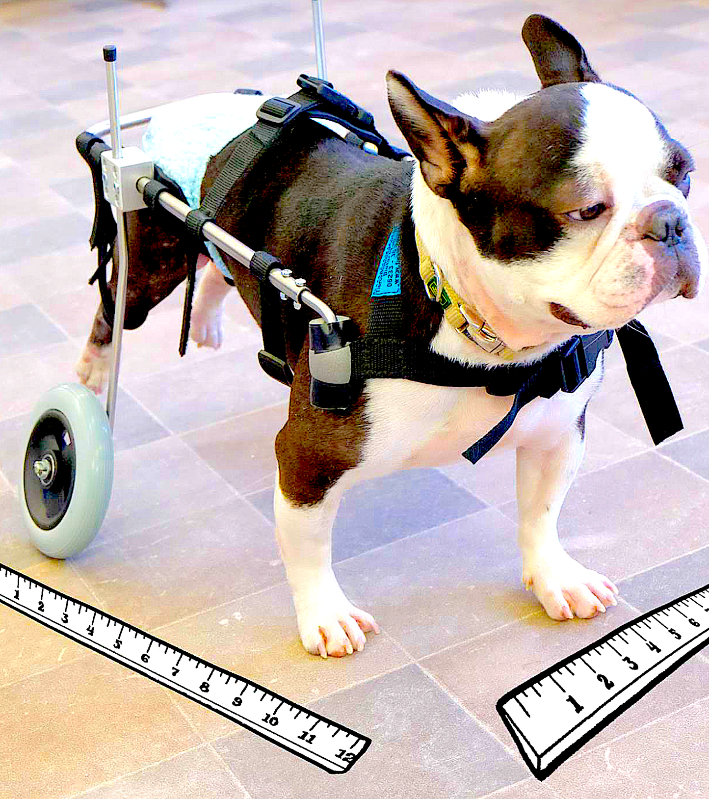 PFAFF ROLLWAGEN-GERMANY: the next generation of wheelchairs for dogs - Vital Vet