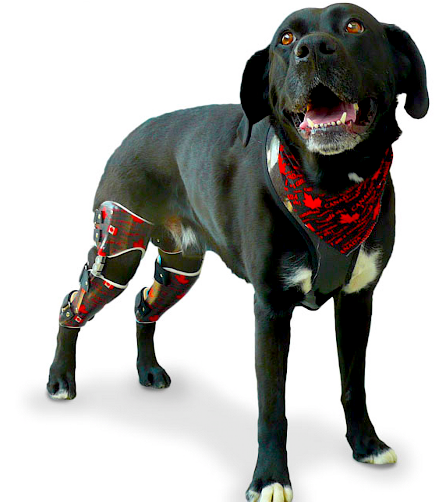 PAWSABILITY-CANADA: custom orthotics and braces for any part of the body - Vital Vet