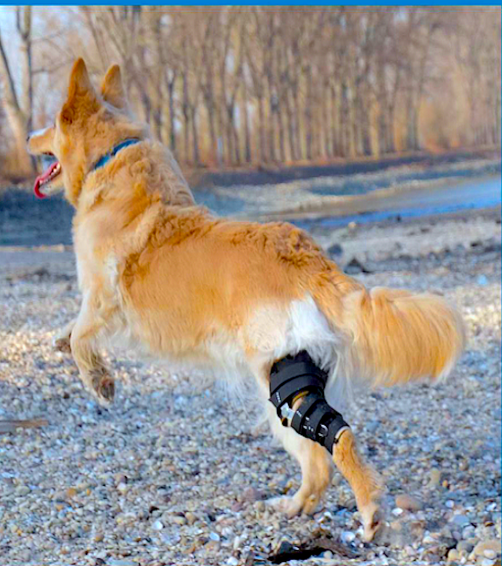PFAFF ORTHETIK-GERMANY: custom-made orthotics and prosthetics for pets - Vital Vet
