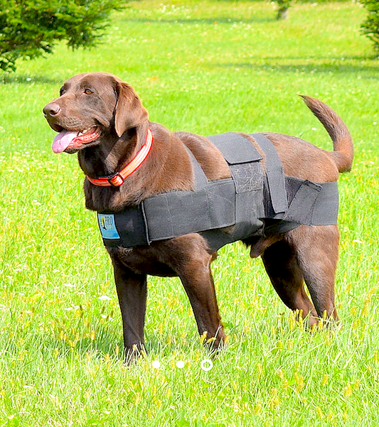 PRO SIX CANINE: body wrap used to improve body awareness and balance - Vital Vet