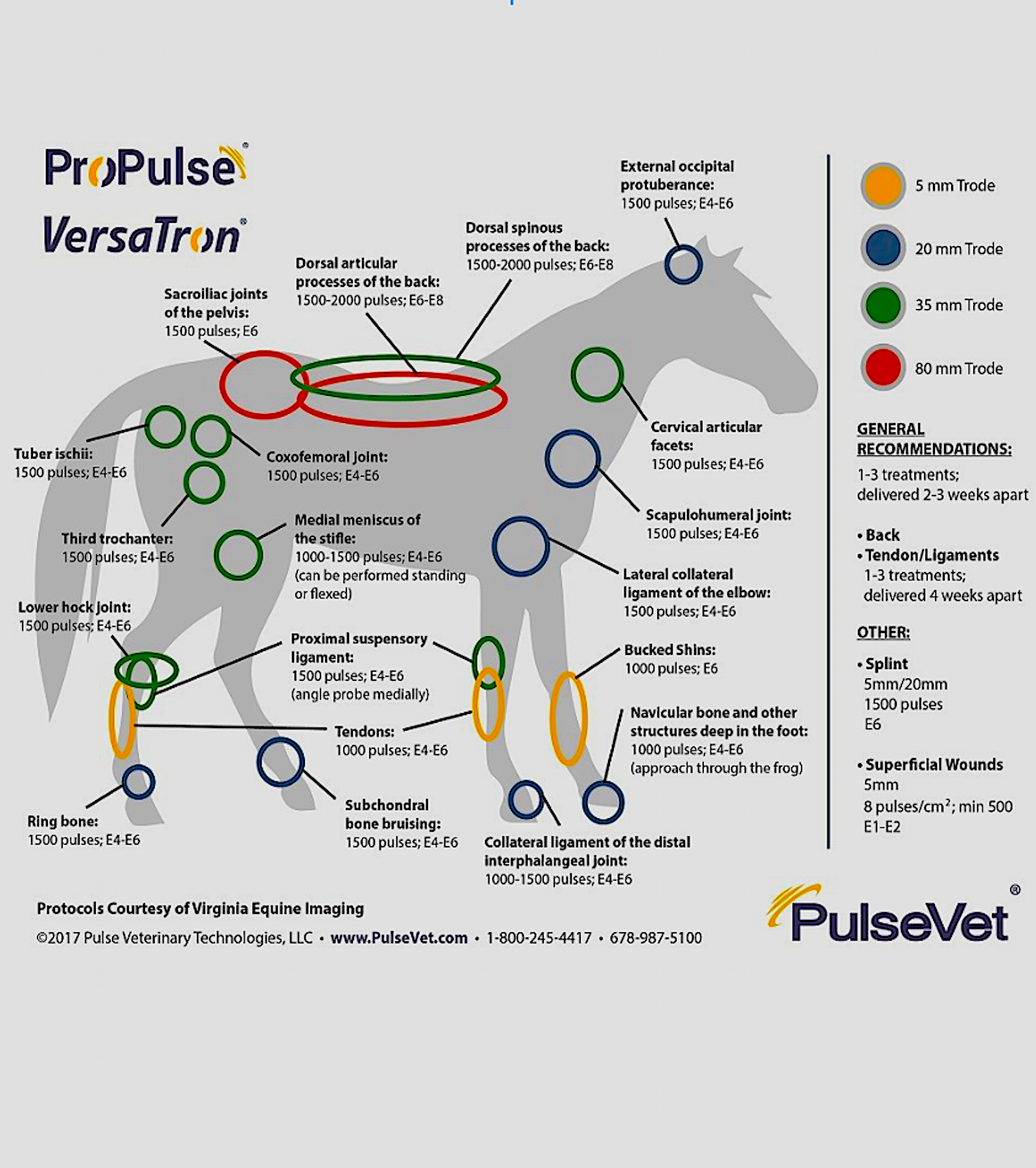 PULSEVET: authority in shockwave for veterinary use - Vital Vet
