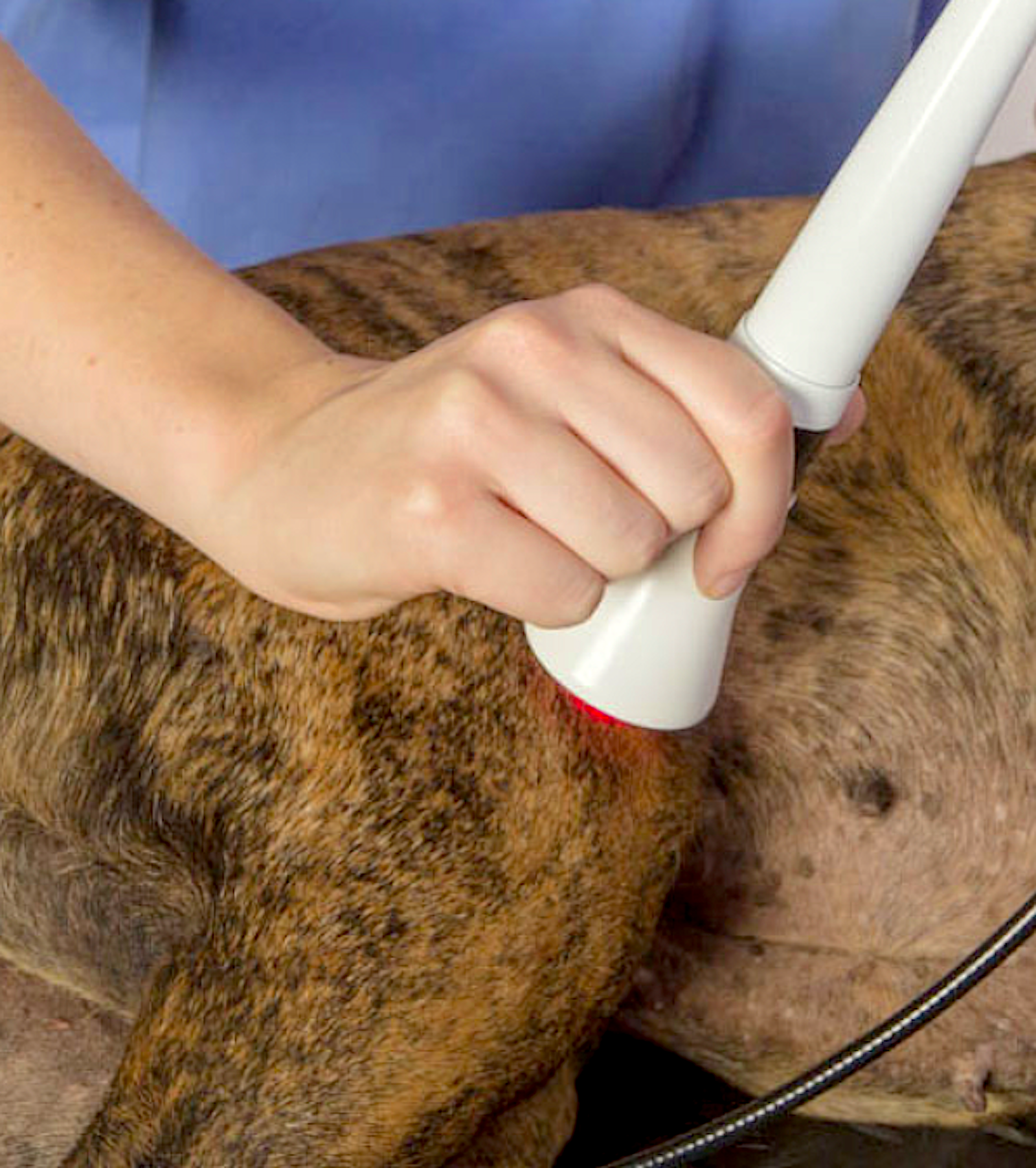 SOUND: Class IV and regenerative lasers for veterinary professionals - Vital Vet