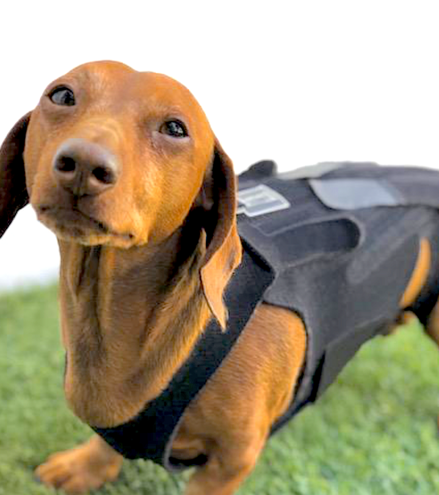 L'IL BACK BRACER: orthopedic back support for dogs with disc disease and back pain