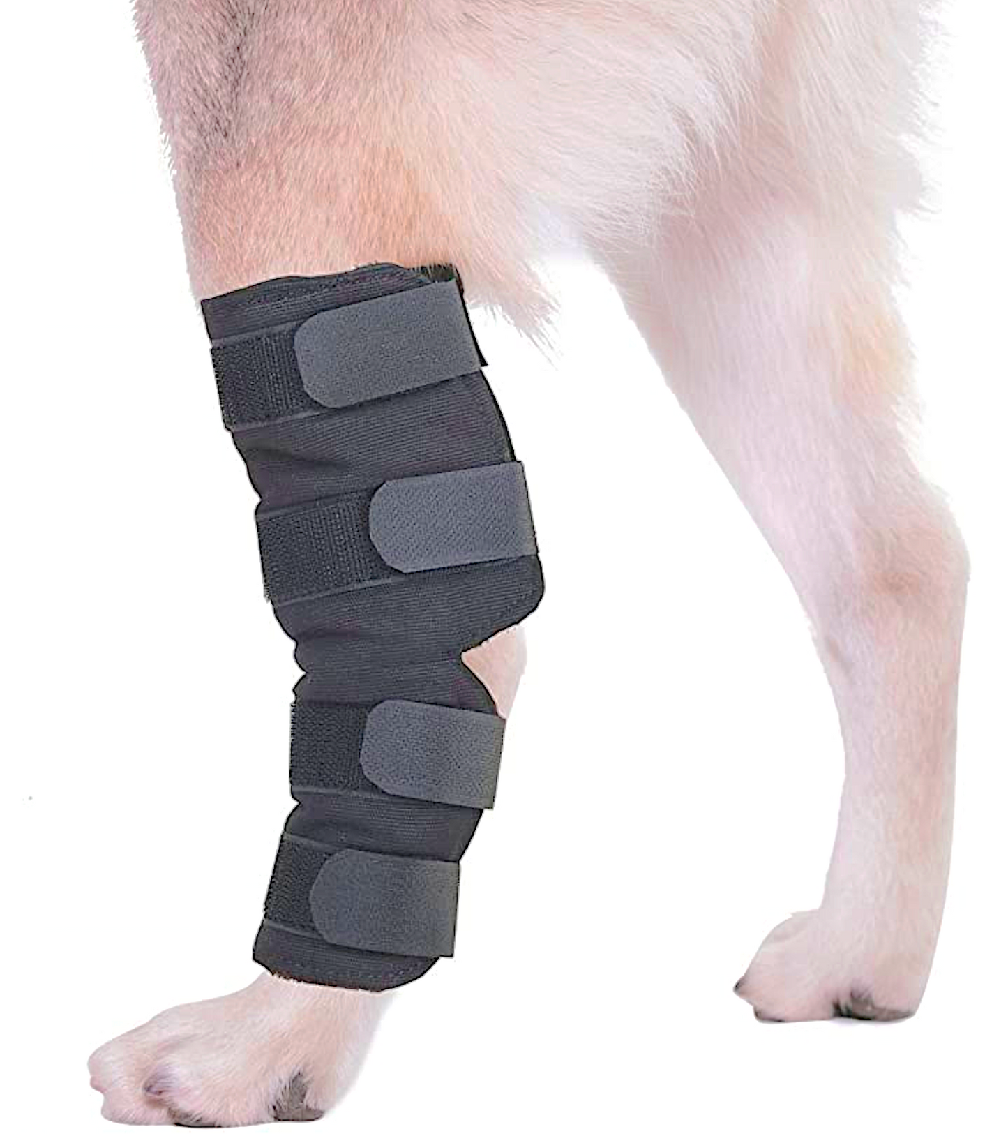 AGON® Dog Hock/Ankle Brace