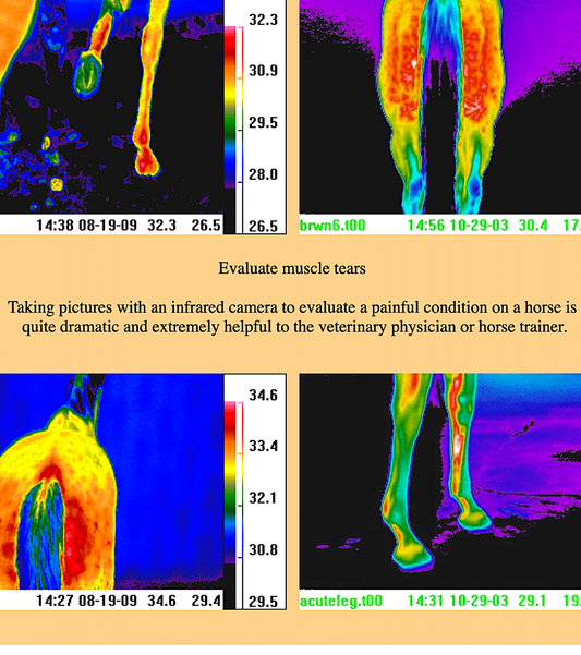 THERMOLOGY: veterinary applications with teletherm infrared
