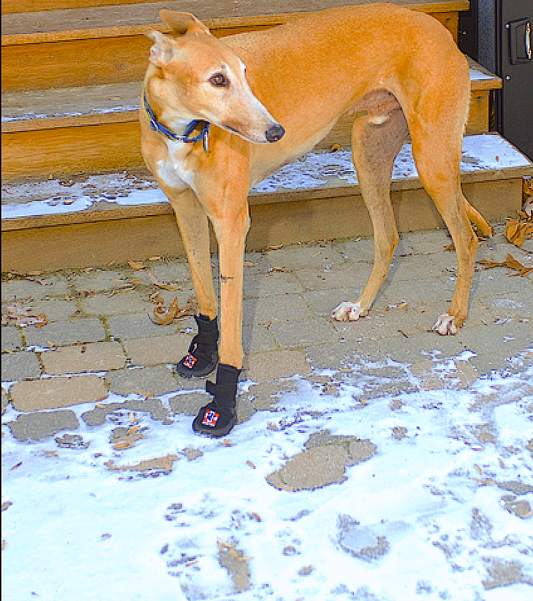 THERAPAW PADDED BOOTS FOR PAIN/INJURY - Vital Vet