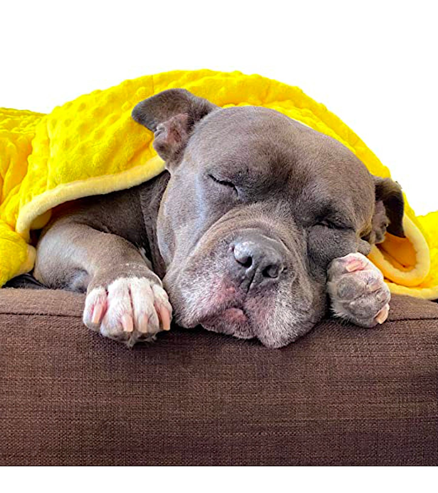 PAWFECT ANTI-ANXIETY WEIGHTED PET BLANKET: helps reduce stress and anxiety in your pet