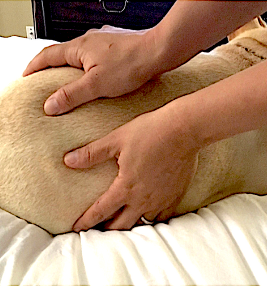 ONLINE COURSE: Dog Owner's Guide to Canine Massage