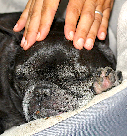 ONLINE COURSE: Canine Craniosacral Therapy (Certification)