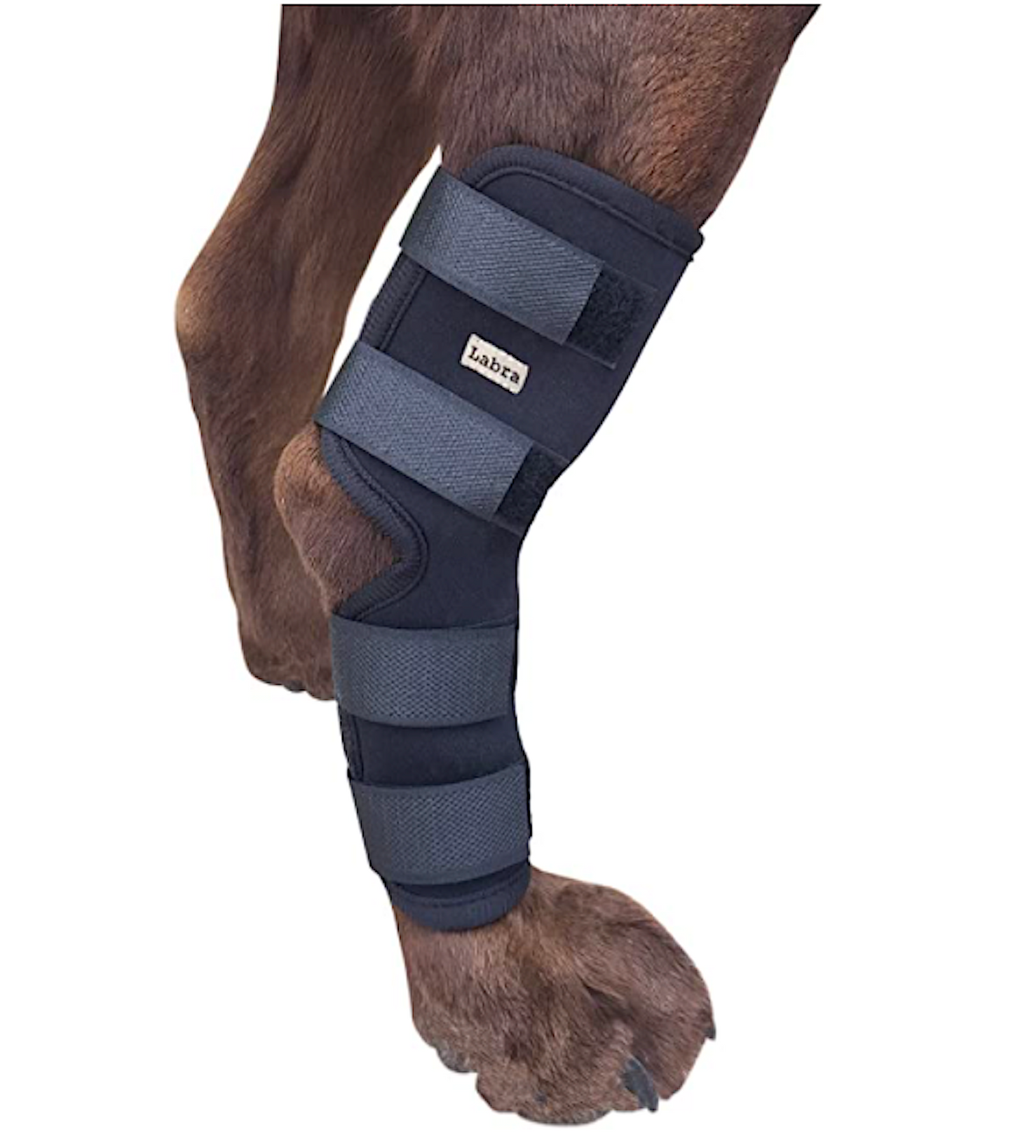 LABRA DOG BACK LEG BRACE: helps heal and prevent sprains, helps relieve arthritis