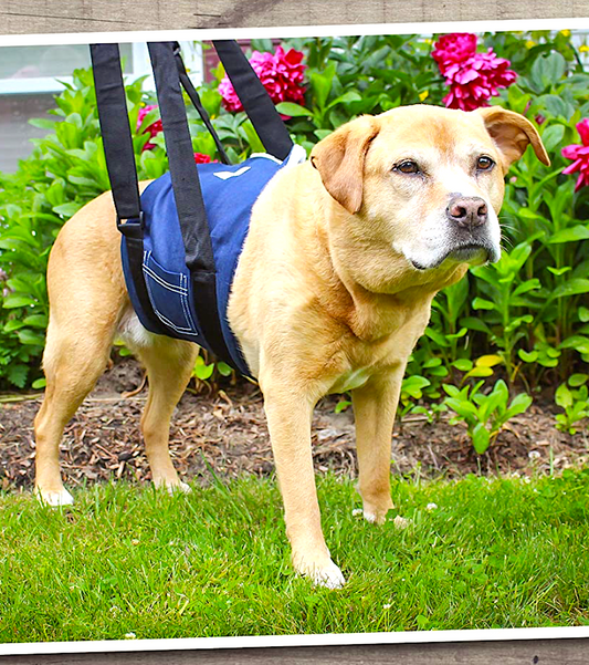 WALKIN' SUPPORT SLING: dog sling that provides full body support