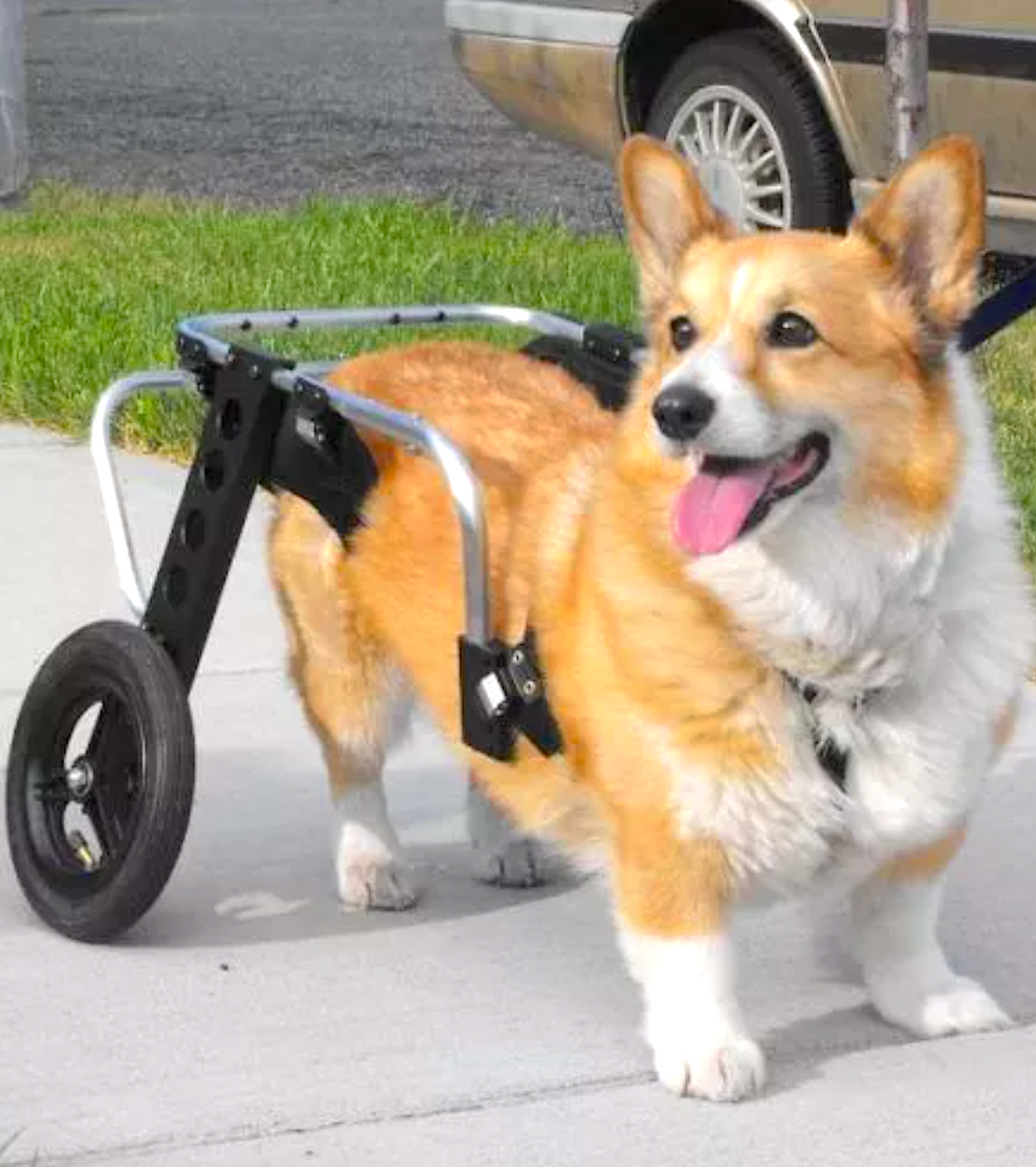 RUFF ROLLIN': guaranteed custom-fitted wheelchair for pets