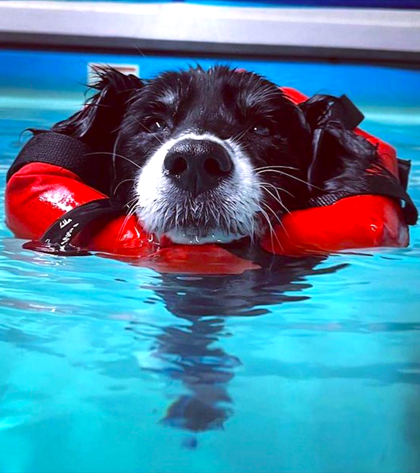 HEDZ UP DOG FLOTATION DEVICE: keeping our dogs' noses up keeps them safe