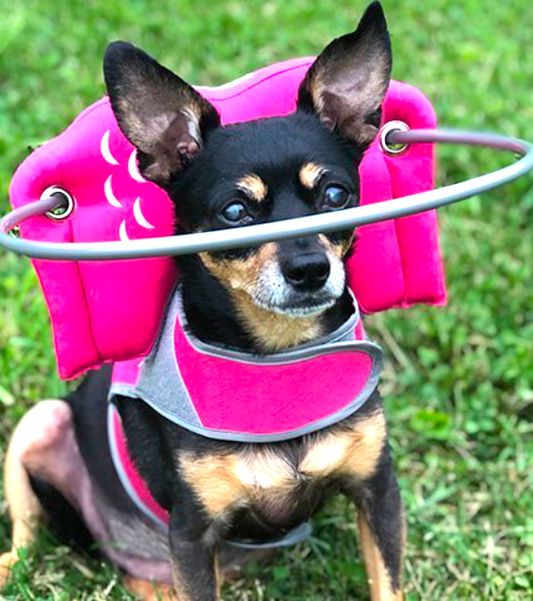 MUFFIN'S HALO: world's leading blind dog halo harness
