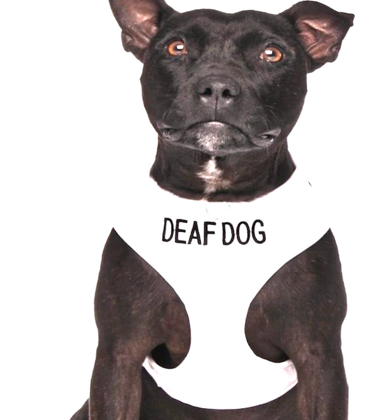 HARNESS FOR DEAF DOGS: for small and medium size dogs