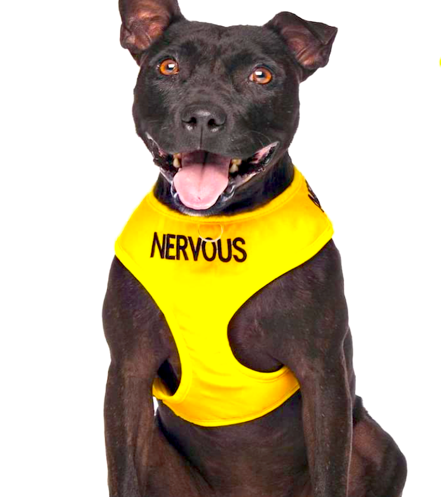 HARNESS FOR NERVOUS/SHY DOGS: for small and medium size dogs