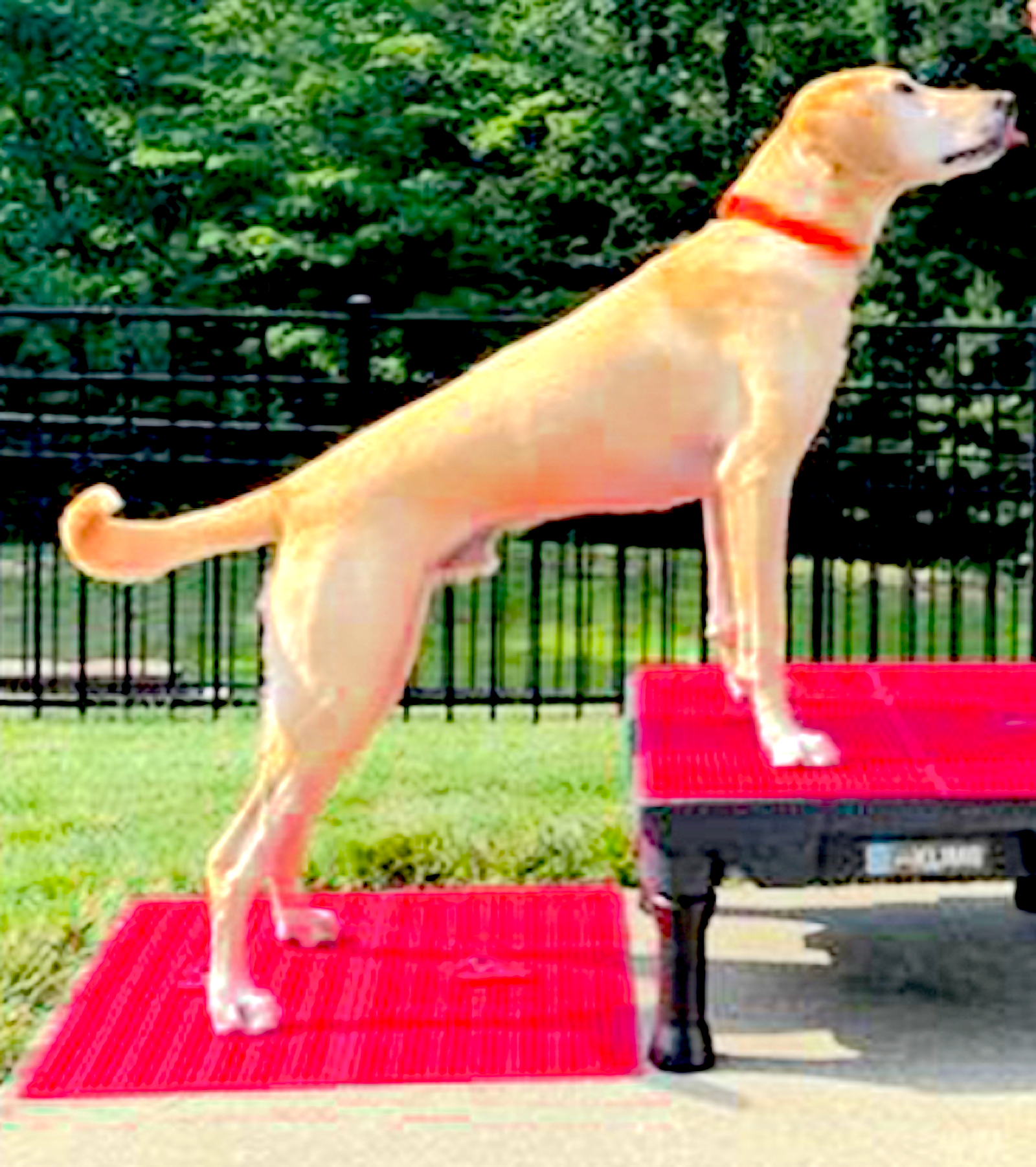 SUPERFIT CANINE: rehab and fitness equipment for your patient and pet - Vital Vet