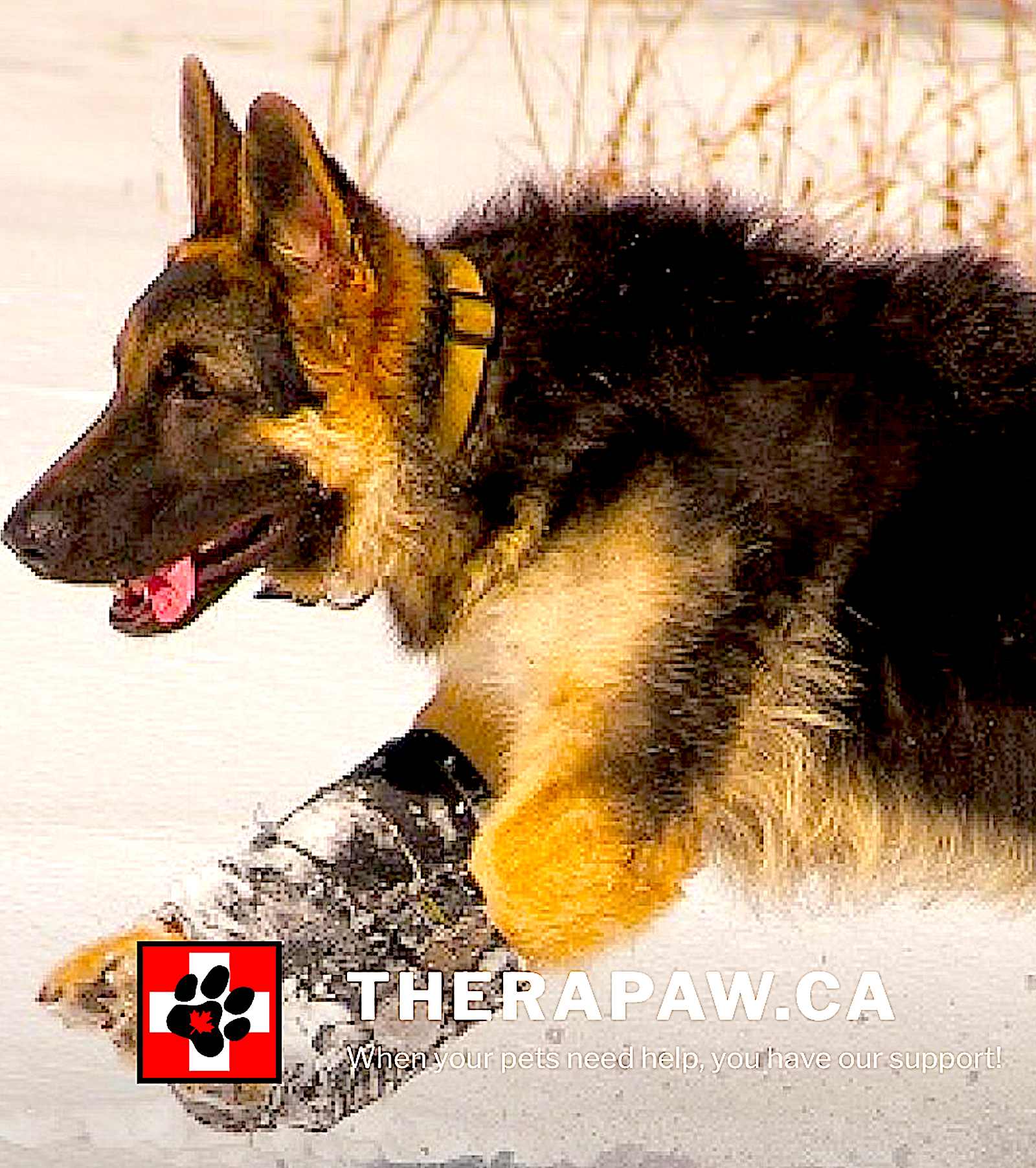 THERAPAW-CANADA: custom and standard wrist and ankle braces for injuries, pain, deviations - Vital Vet