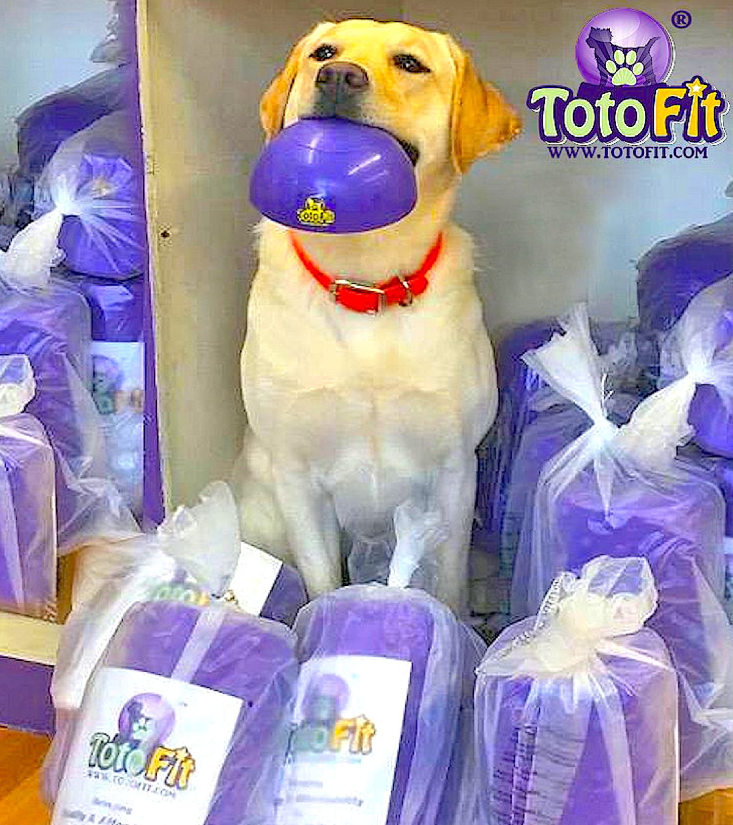 TOTO FIT: canine balance and core-work products - Vital Vet