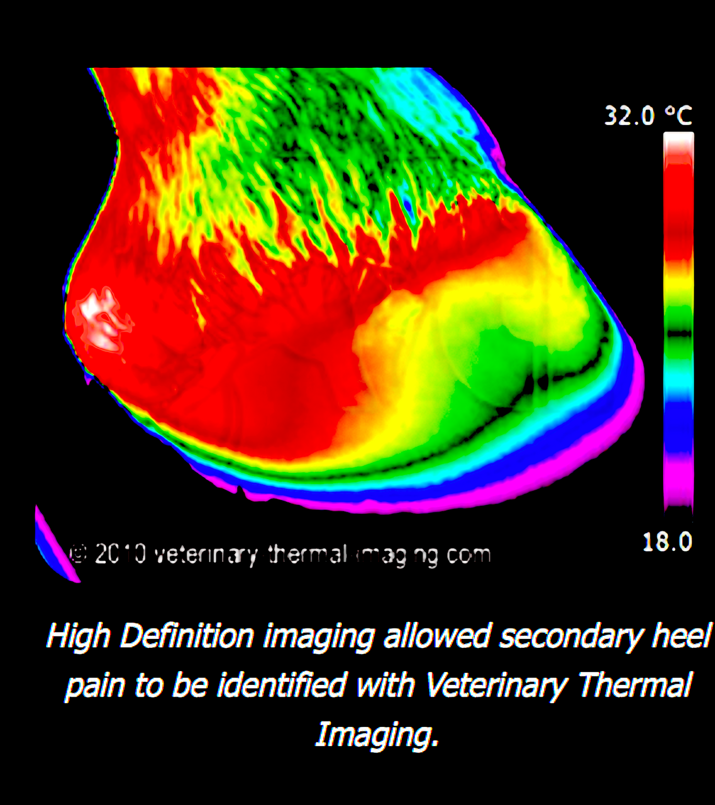VETERINARY THERMAL IMAGING-UK: valuable addition to your diagnostic toolbox - Vital Vet