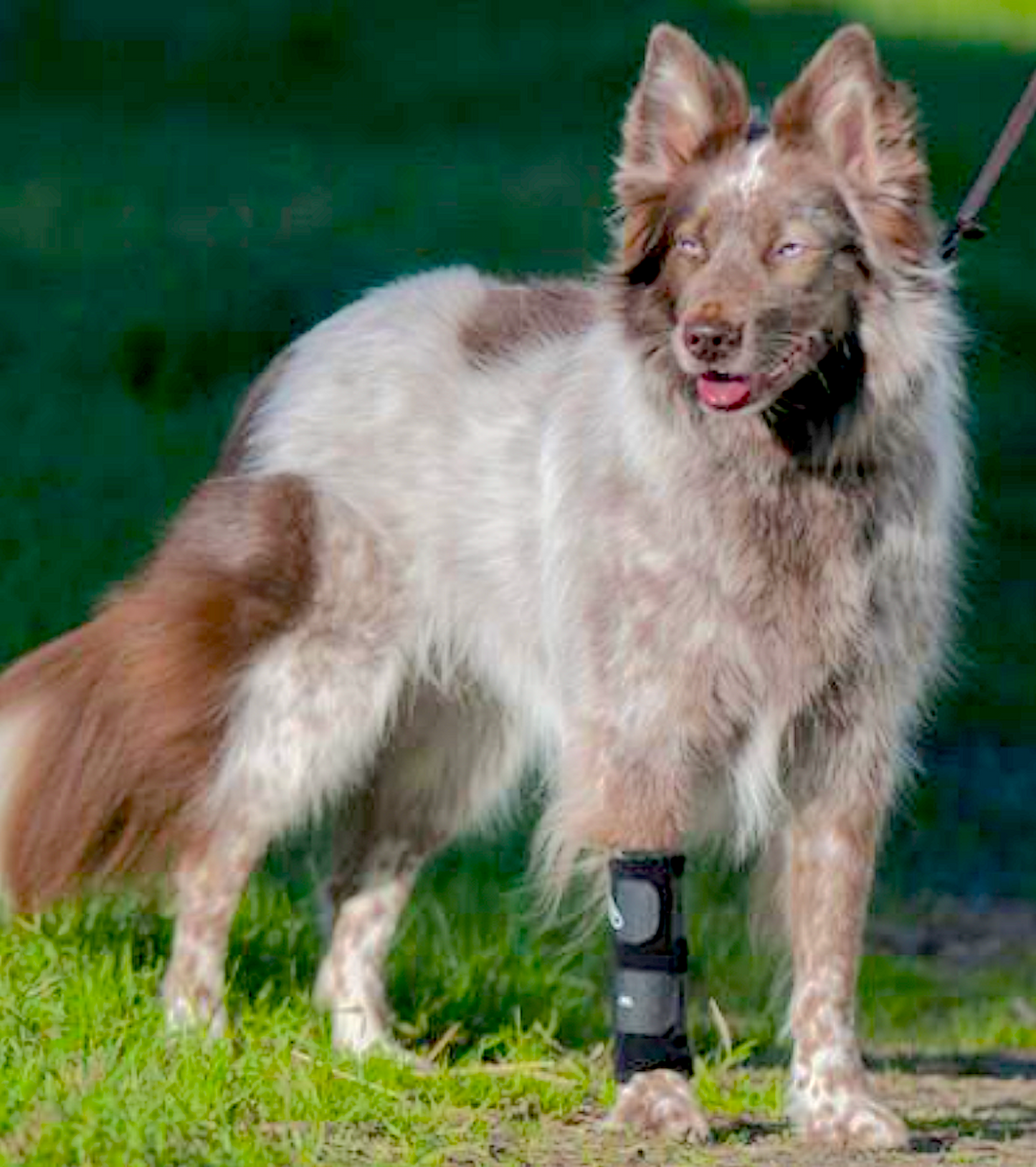 WALKABOUT FRONT LEG/CARPAL WRAPS: provides mild-moderate, flexible support for the lower front leg - Vital Vet