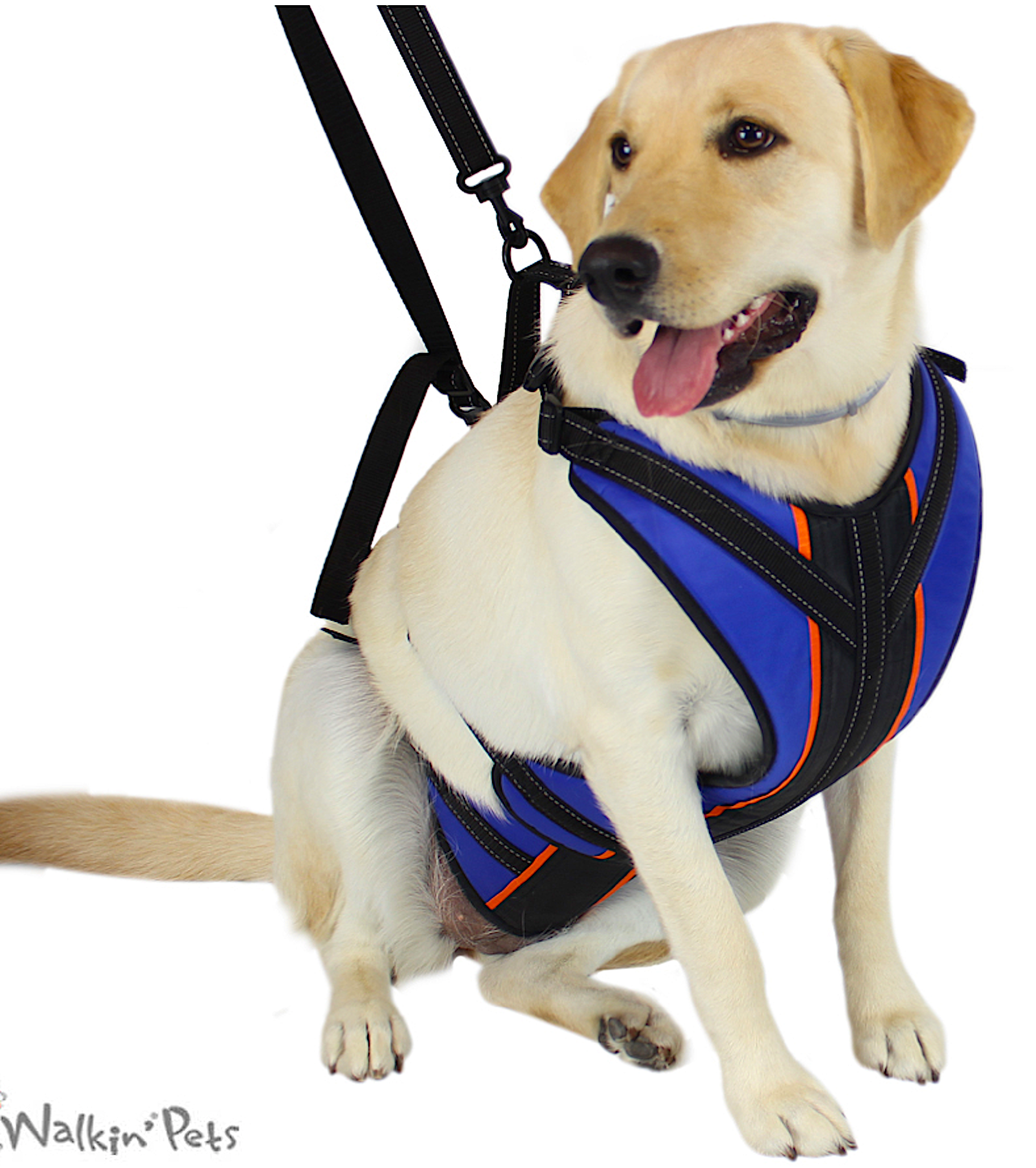 WALKIN' PETS HARNESSES & SLINGS: help your pets regain mobility and independence - Vital Vet