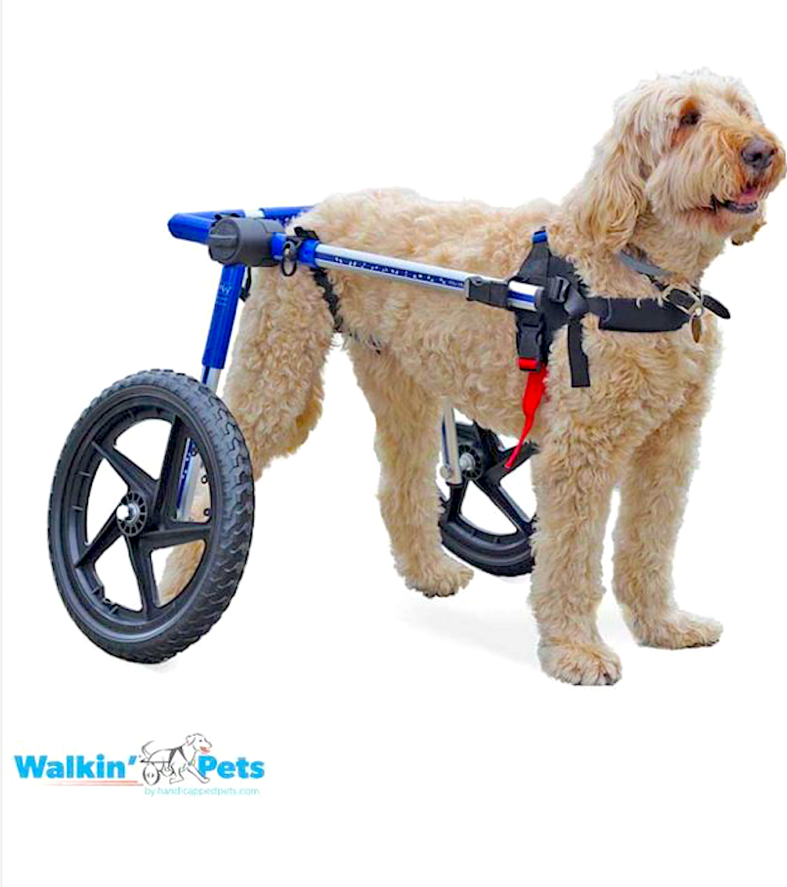 WALKIN' WHEELS: providing a wide variety of fully adjustable carts for every need - Vital Vet