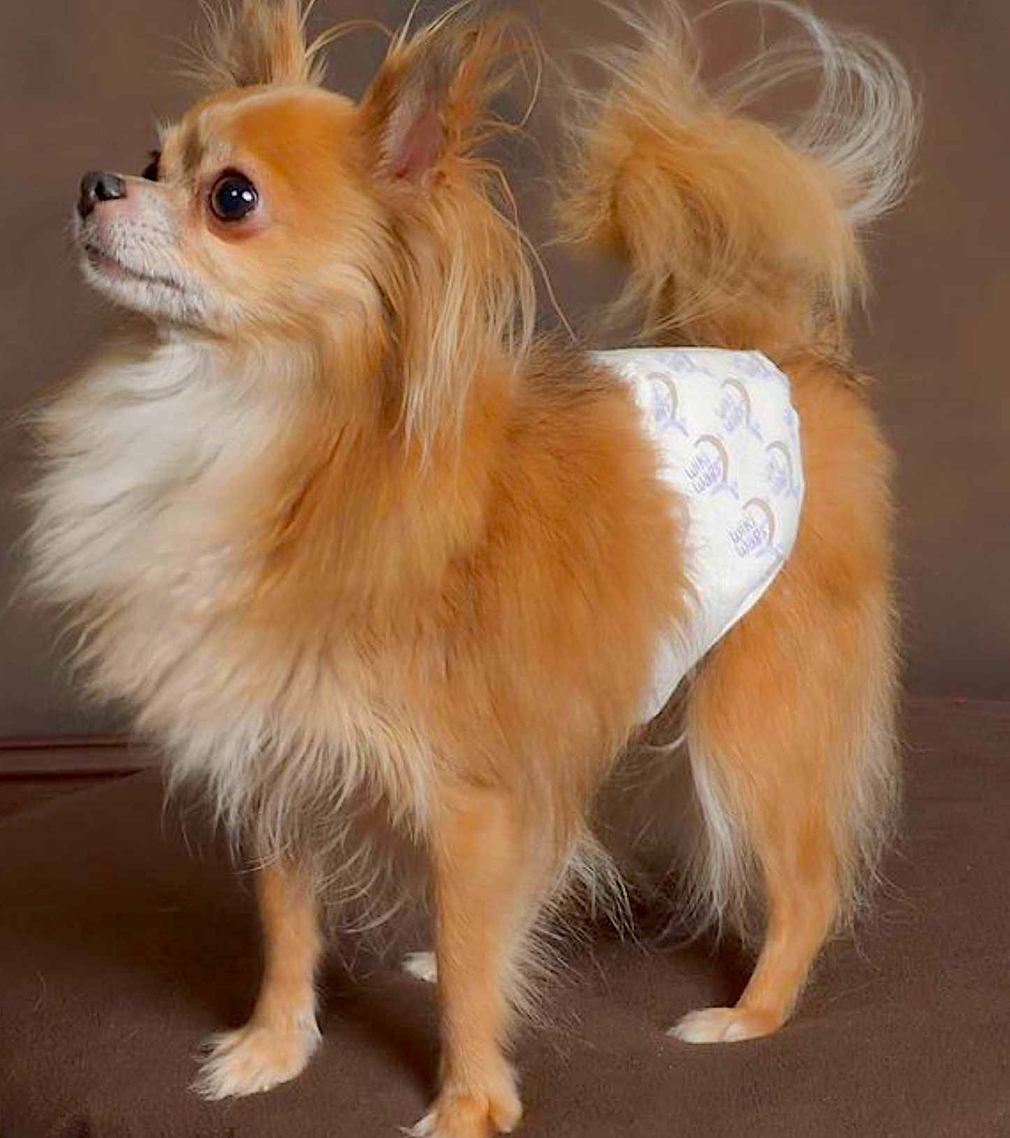 WIKI WAGS DISPOSABLES: the best disposable doggie diapers - Vital Vet