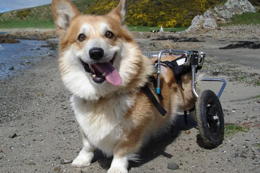 DOGGON' WHEELS Rear Support Dog Wheelchair - Vital Vet