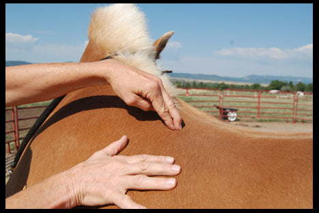 Equine acupressure and Tui Nz